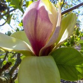 сенсация New Zealand